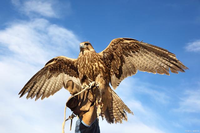 包含老鹰触目惊心，触痛敌人心脏的词条